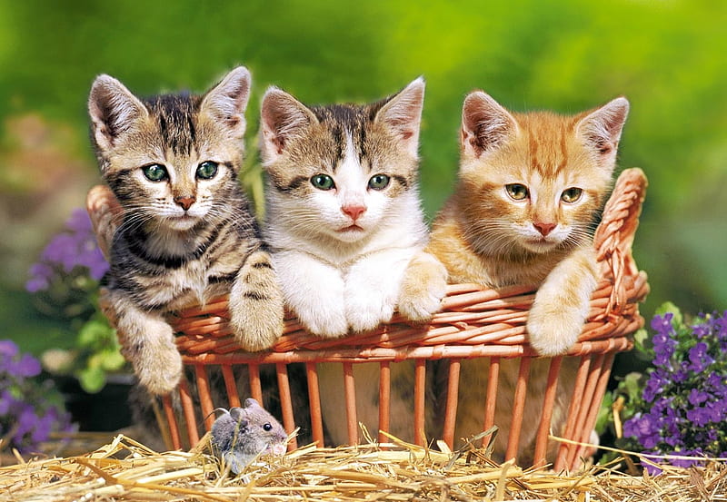 HD-wallpaper-cat-trio-cat-kitten-basket-animal.jpg