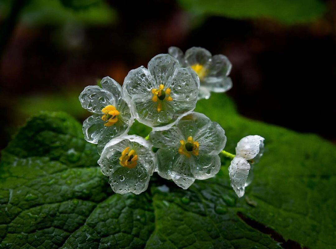 skeleton-flower-8553286-0e7182368c884fafa0aa6b195962cbec.jpg