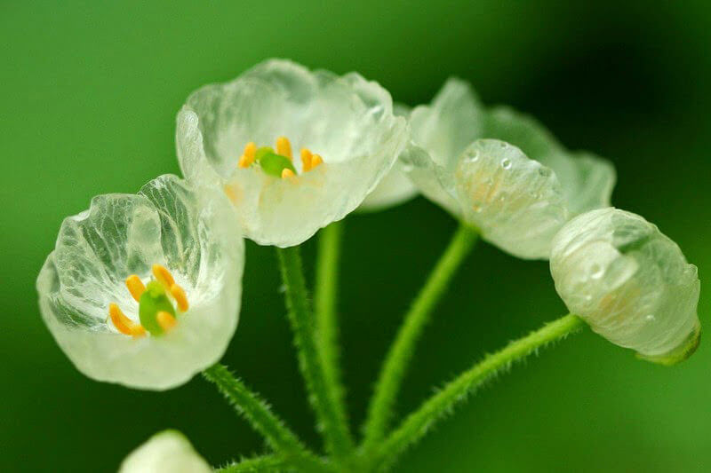 skeleton-flower.jpeg