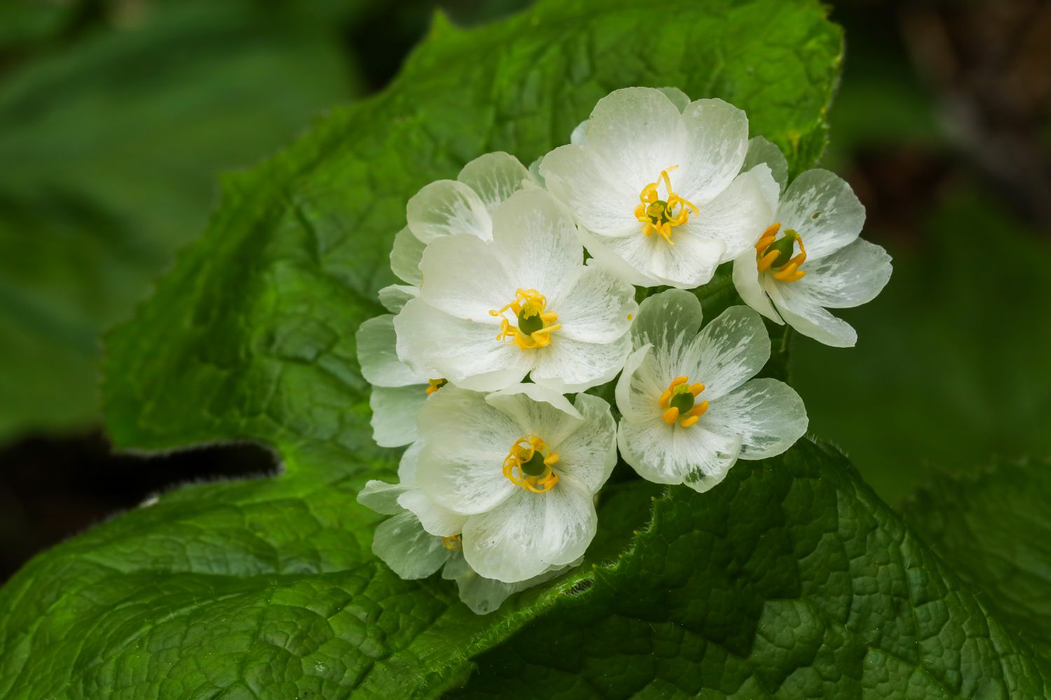 grow-care-skeleton-flowers-getty-0723-d7c9dde261e14e8fb158be231d06ccdd.jpg