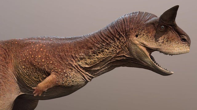 did-carnotaurus-use-its-horns-when-hunting-or-were-they-v0-hkvpr1jmtcc91.jpg