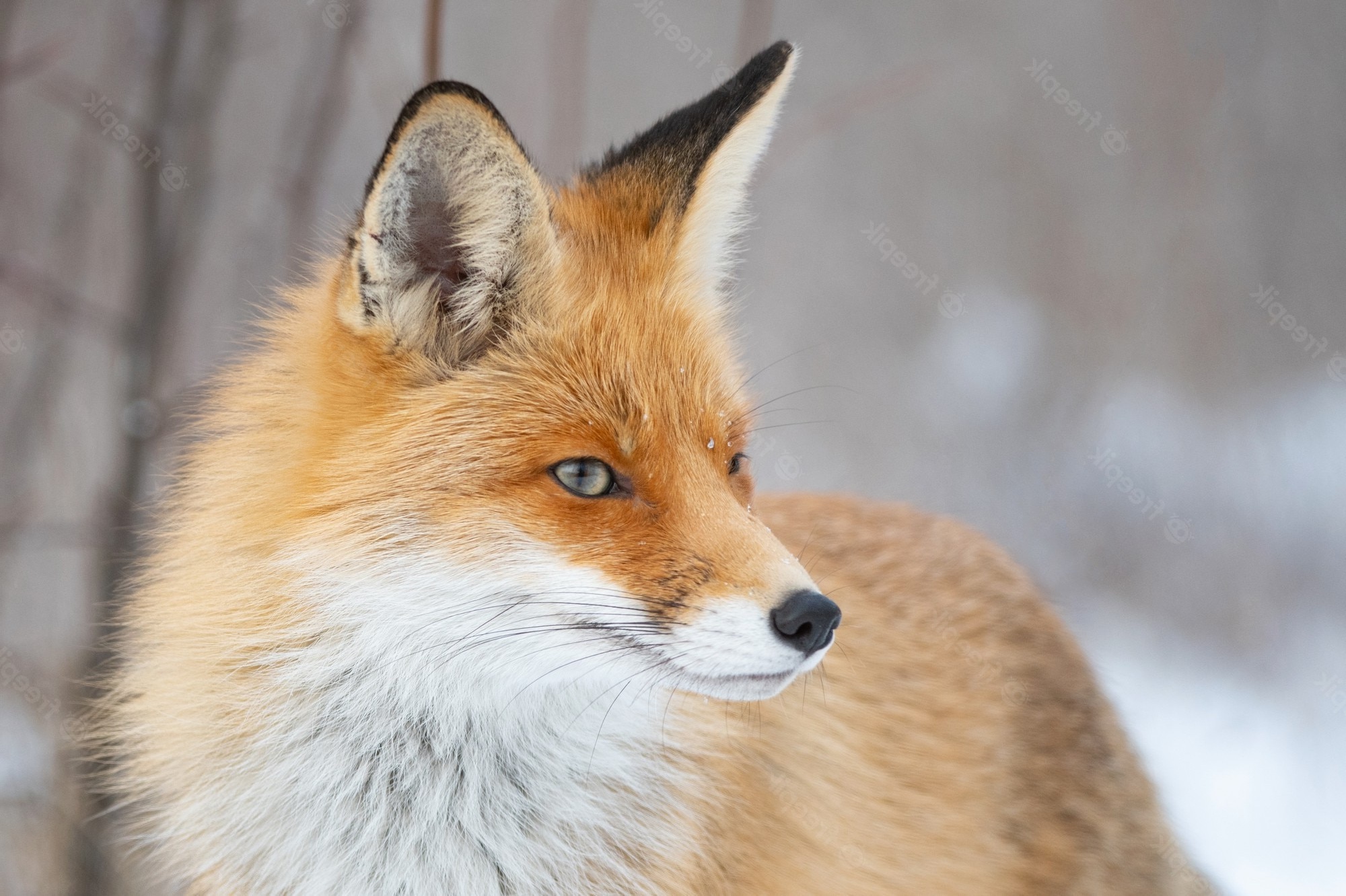 red-fox-vulpes-vulpes-in-a-winter-landscape-close-up_215306-960.jpg