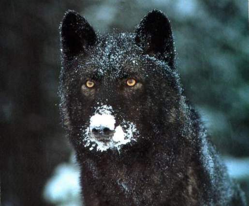 blackwolf2.jpg