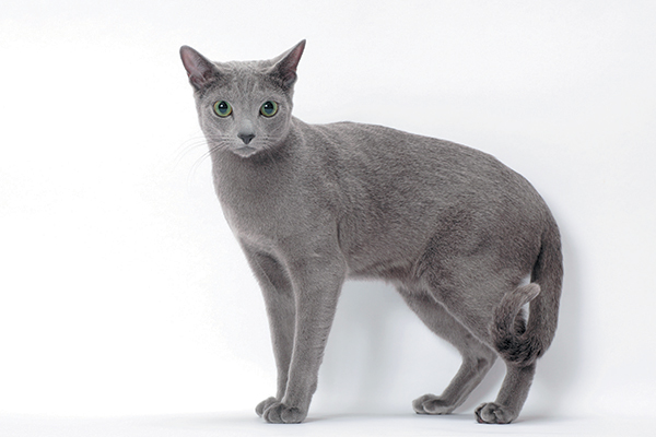 Russian-Blue-with-a-slight-tail-curl.jpg