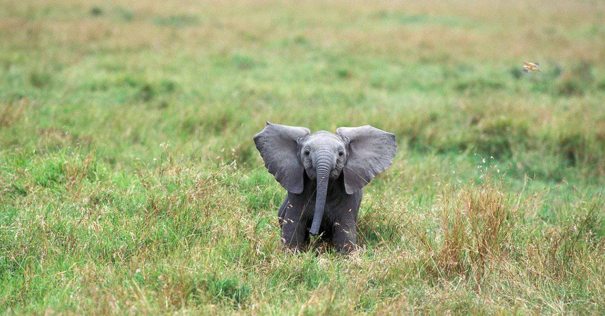 african-elephant-loxodonta-africana-calf-masai-mara-park-in-kenya-picture-id1262780463.jpg