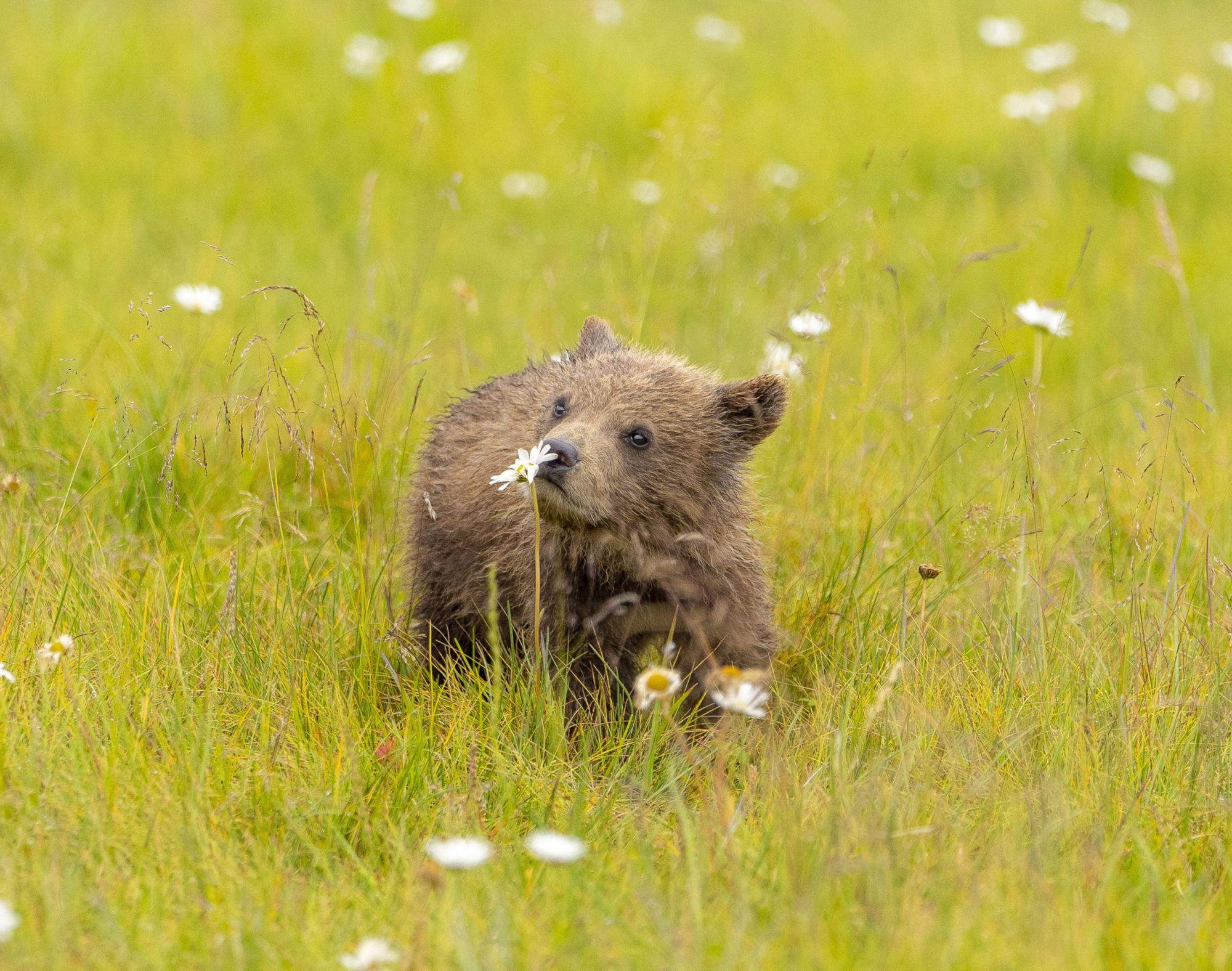 CATERS_BEAR_CUB_SNIFFING_FLOWER_001_3453497-scaled.jpg