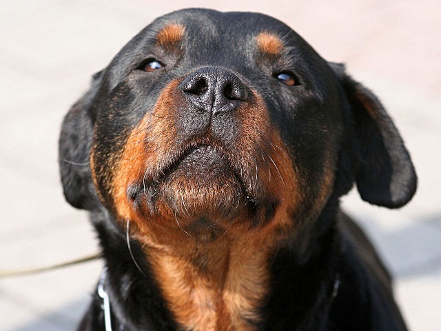 rottweiler-dog-close-up.jpg