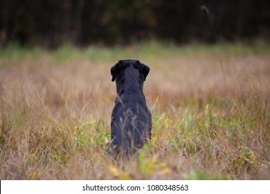 black-labrador-retriever-sitting-backwards-260nw-1080348563.jpg