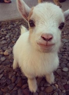 413db593be277802ab859ff684f3ab47--mini-goats-baby-goats.jpg