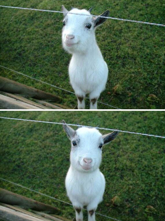 funny-happy-face-goat-smile1.jpg