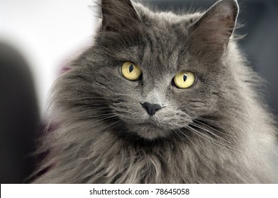 closeup-long-haired-cat-260nw-78645058.jpg