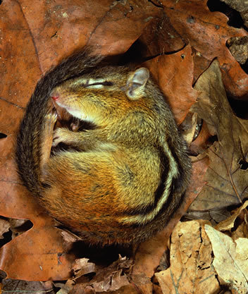 chipmunks hibernate in winter