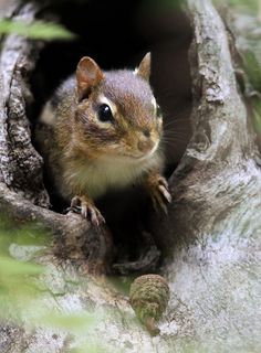 ab6b0d23da76b6b466b97c0a250a1996--strange-animals-chipmunks.jpg