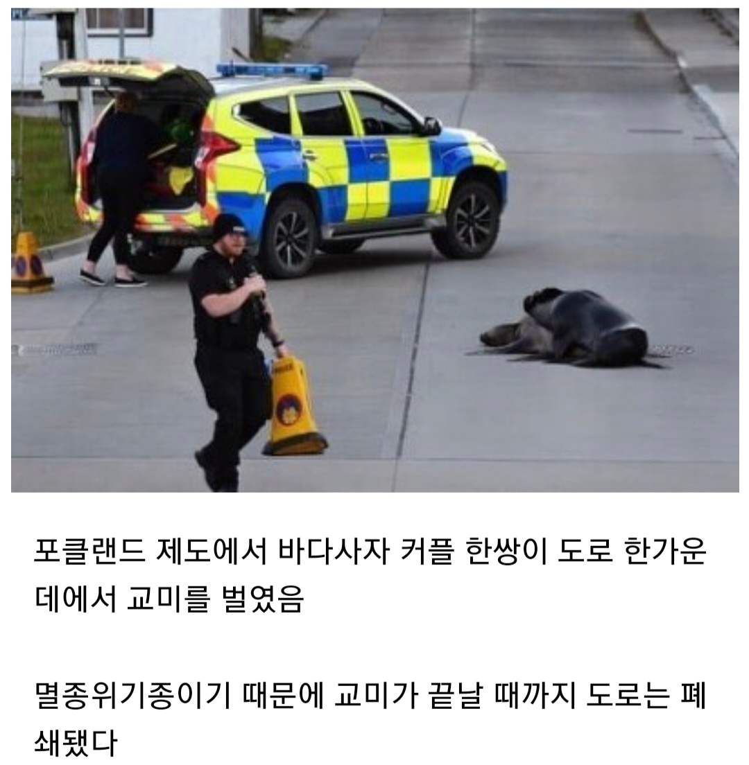 해연갤 - ㅌㅆㅍ 야외플때문에 도로 폐쇄된 일화