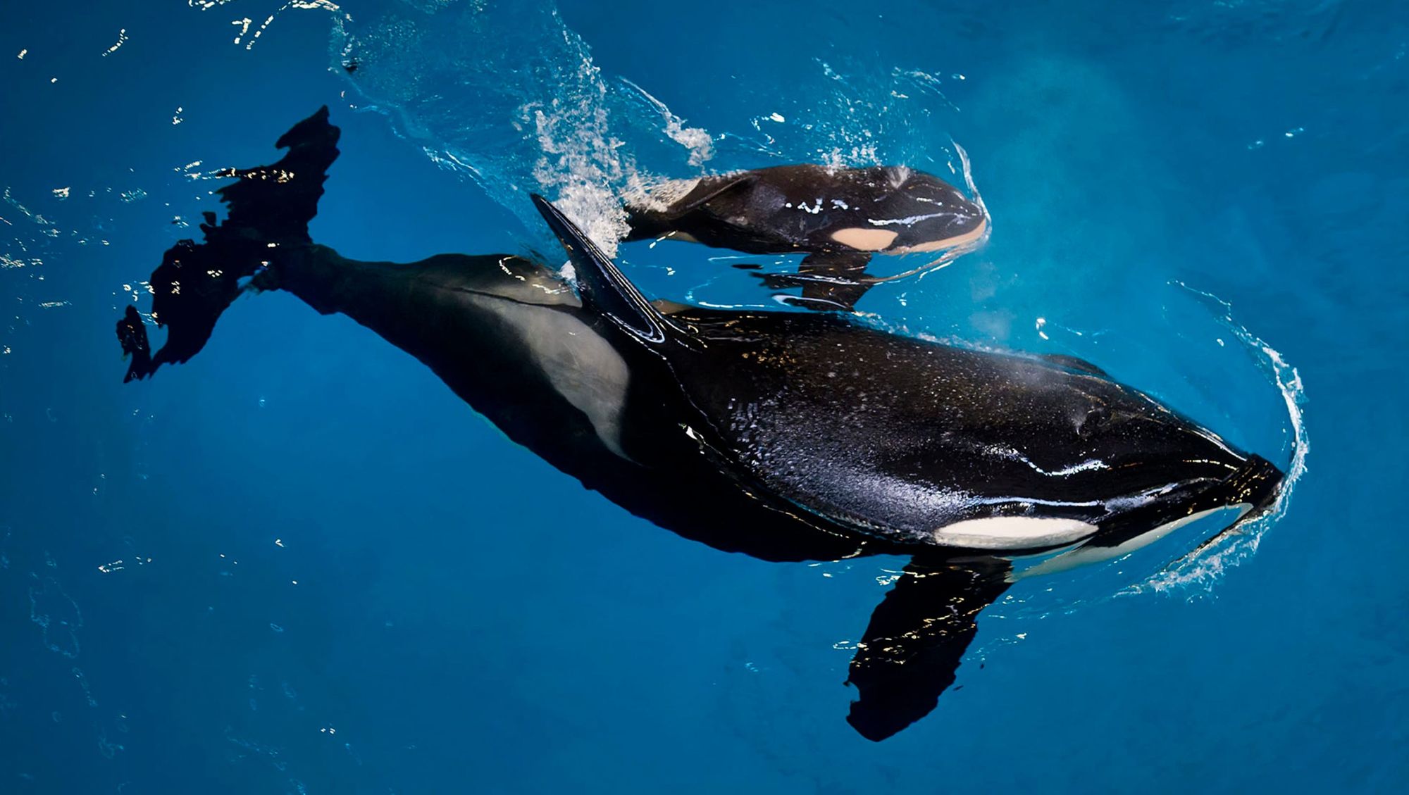 636282688253174132-ORCASAP-SeaWorld-Last-Orca-Birth.jpg