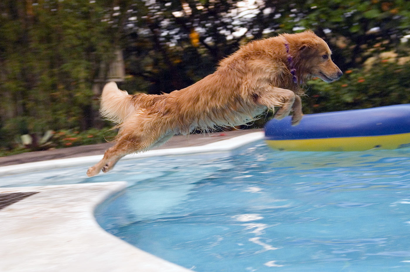 dog_jumping_in_the_pool.jpg