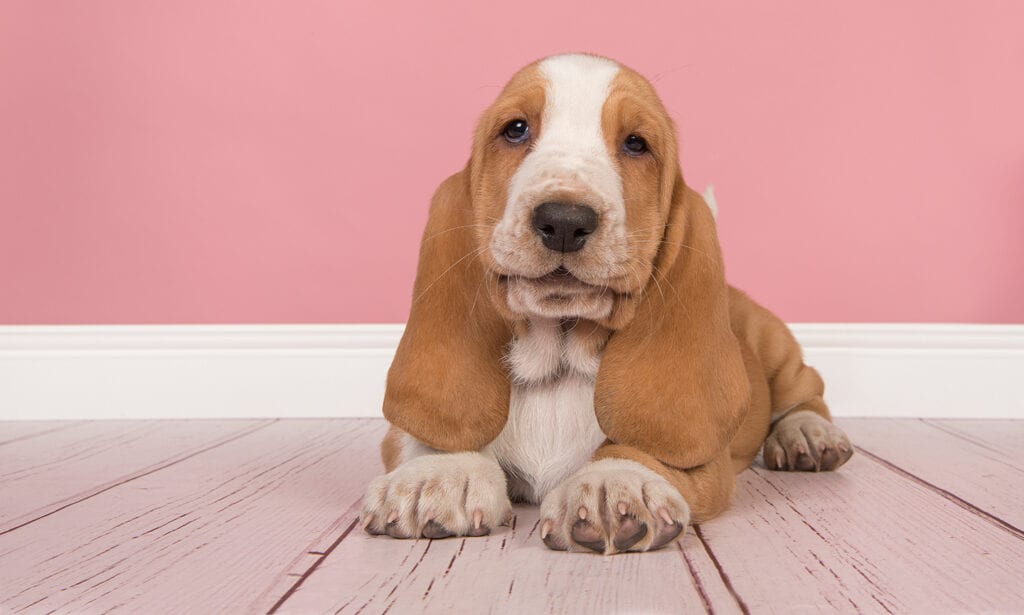 basset-hound-5-1024x615.jpg