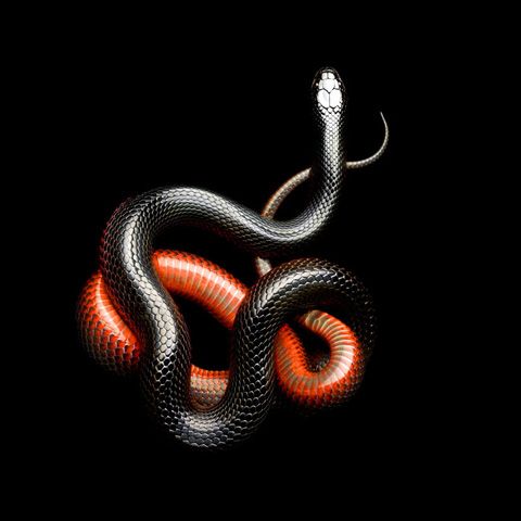 black snake.jpg