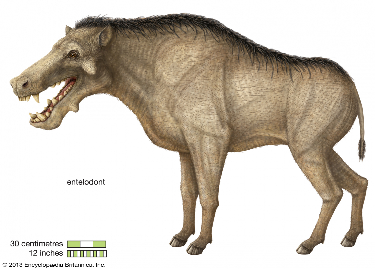 Entelodont.jpg