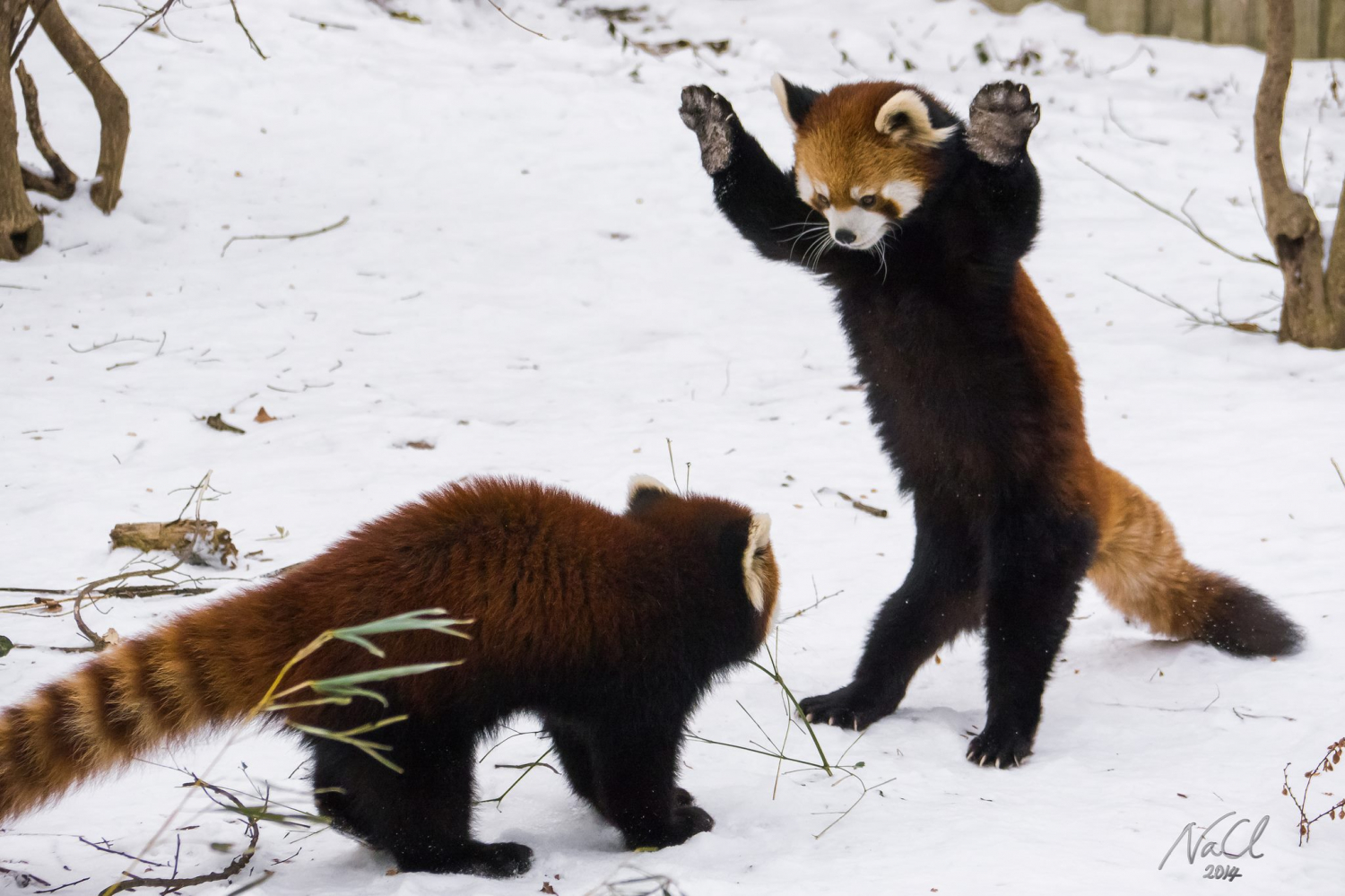 red-pandas-cincinnati-zoo-3.jpg