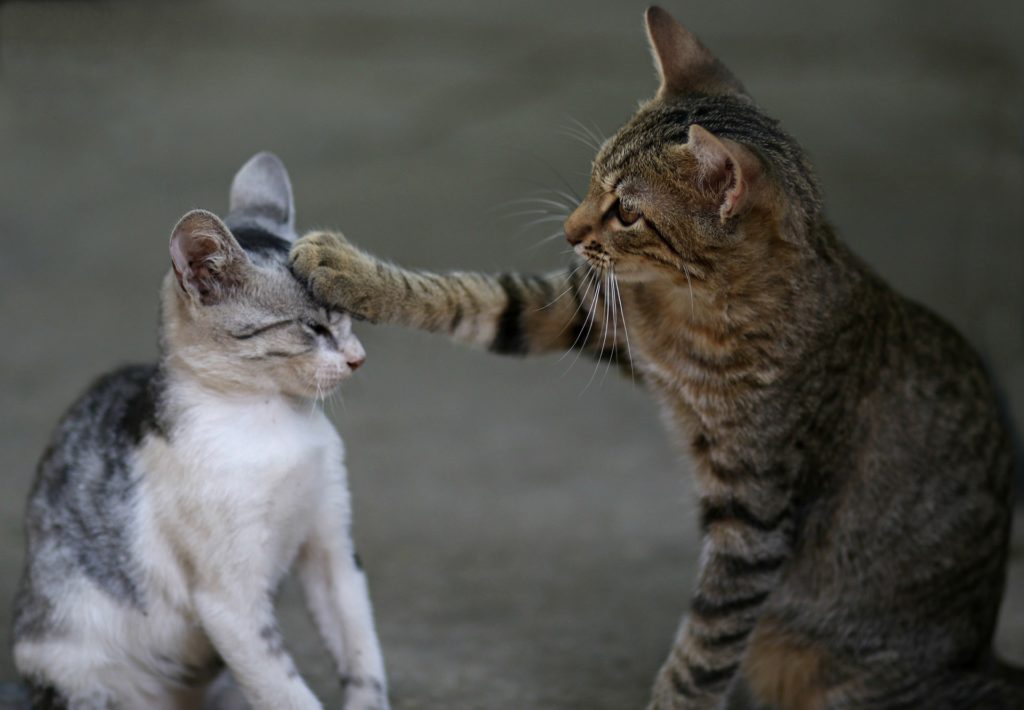 Cat-Smacking-Another-Cat-1024x710.jpg