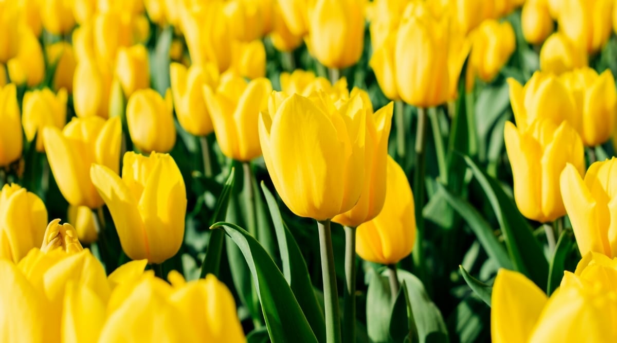 yellow-tulips.jpeg.jpg