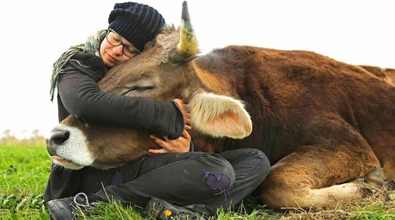 cow-hugging-800x445.jpg