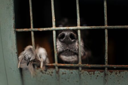 135157671-close-up-of-dog-nose-and-paw-through-animal-shelter-cage.jpg