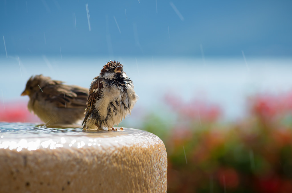 italien_summer_italy_lake_holiday_bird_wet_birds-771841.jpg!d.jpg