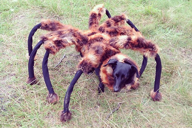 Giant-spider-prank-goes-viral-on-the-web.jpg