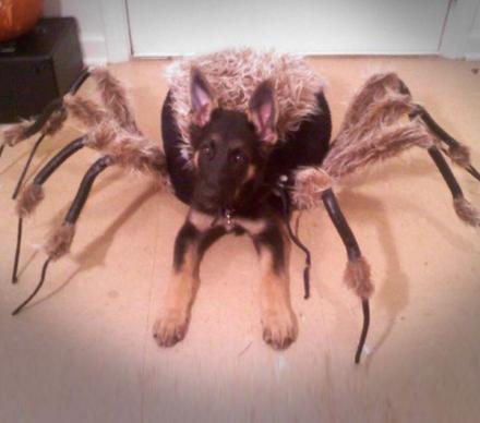 tarantula-spider-dog-costume-thumb.jpg