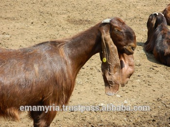 Cyprus-shami-goats.jpg_350x350.jpg