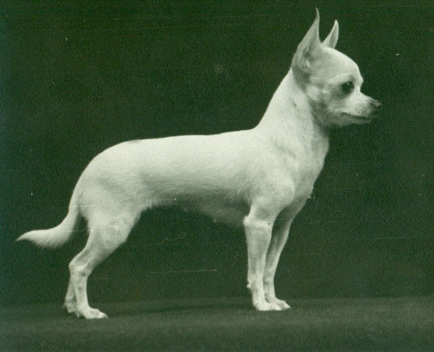 ChihuahuaHistorical5.jpg