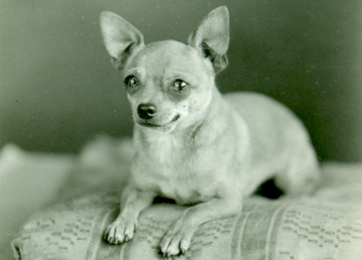 Chihuahuahistorical4.jpg