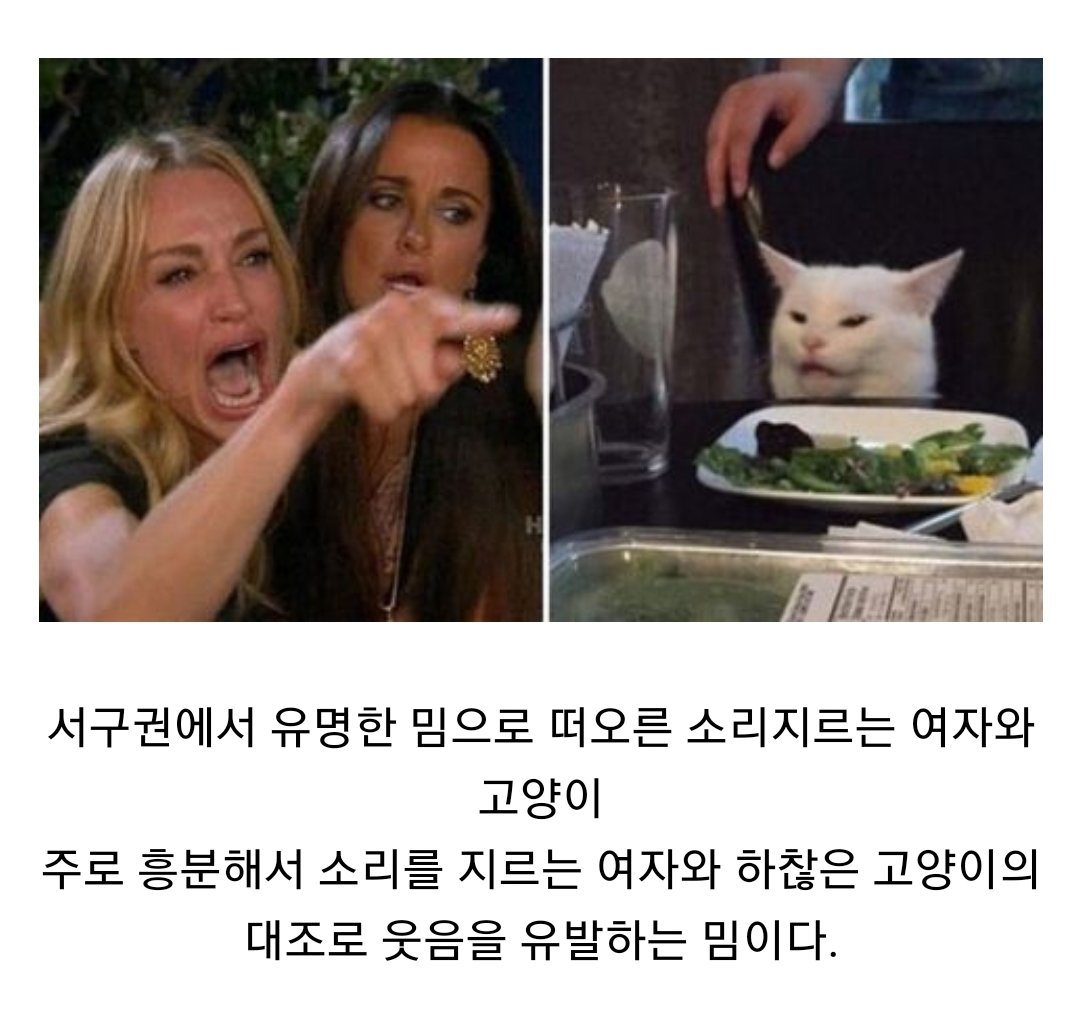 해연갤 - 헐 넷플에서 베버리힐즈의 진짜주부들 보는데 그 고양이 여자 밈 해연갤 - 헐 넷플에서 베버리힐즈의 진짜주부들 보는데 그 고양이 여자 밈