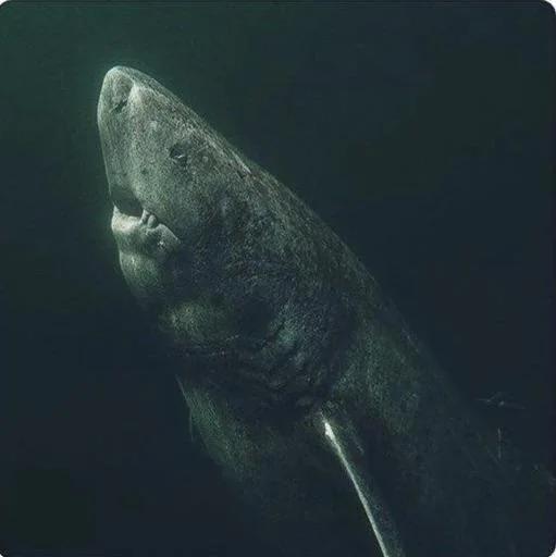 greenland-sharks-can-grow-up-to-5m-in-length-and-mature-v0-qum79tdnk3ba1.webp.jpg
