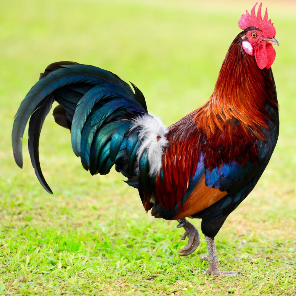 Roosters-min.jpg