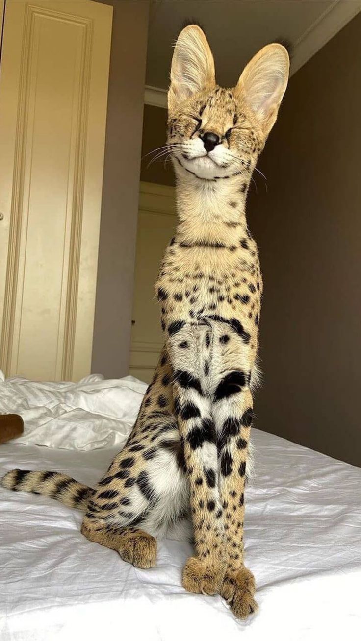 Can You Own A Serval Cat