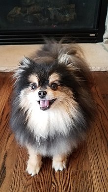 220px-Pomeranian_Dog_Female_Three_Years_Old.jpg