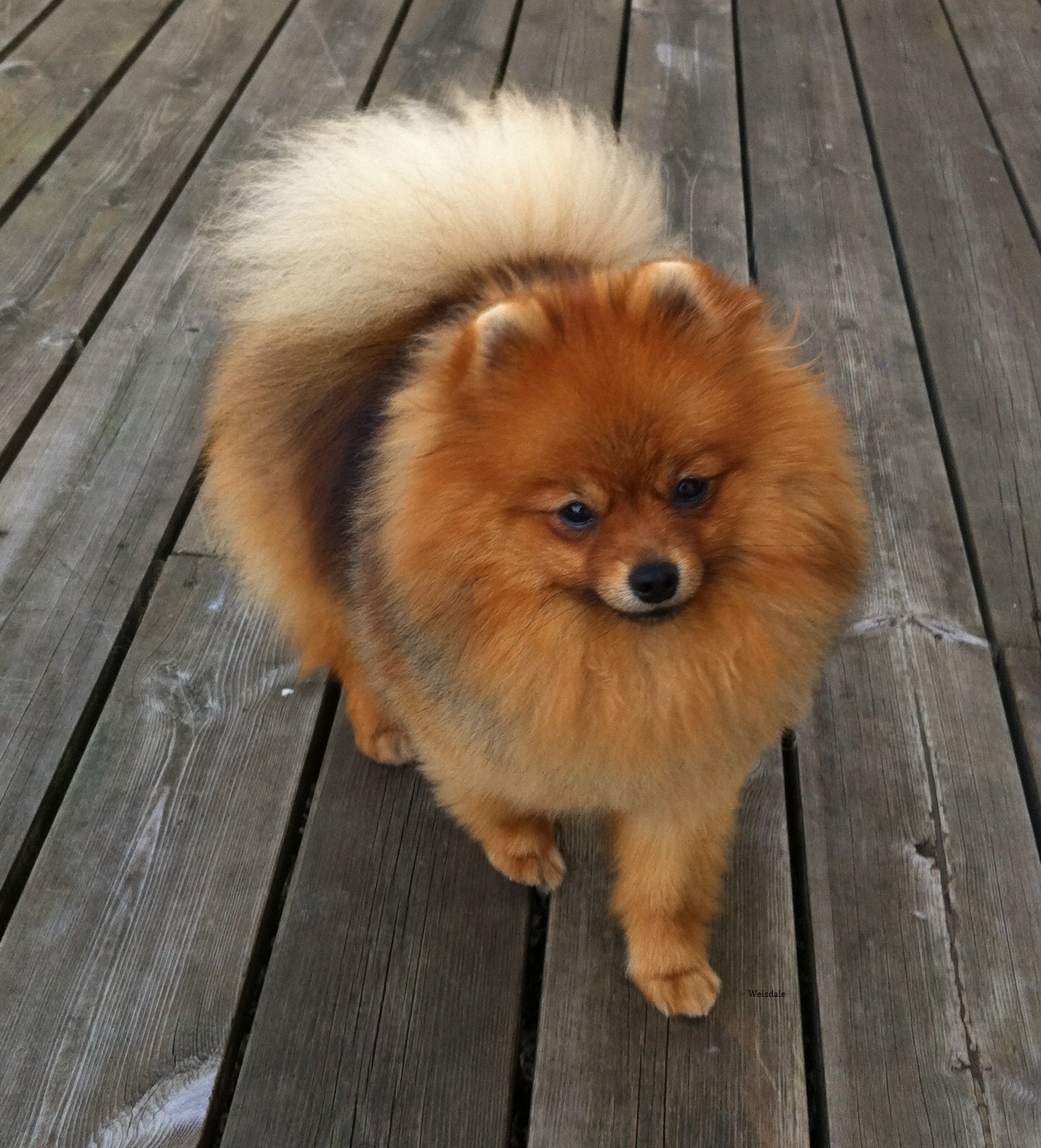 Pomeranian_Orange_Sable.jpg