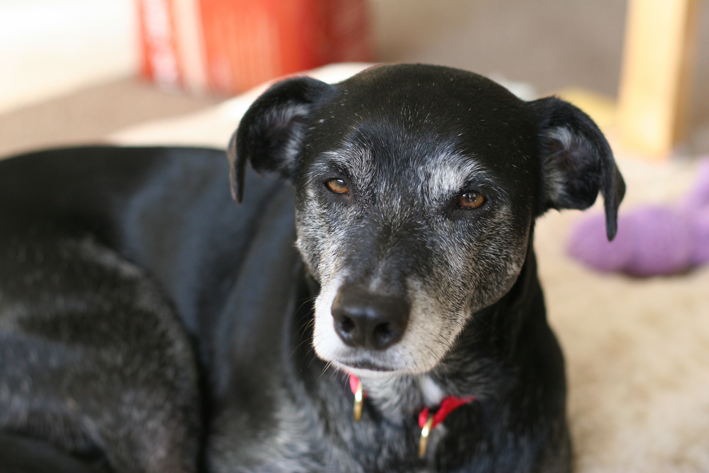 해연갤 너네 powdered sugar face가 뭔지 아냐