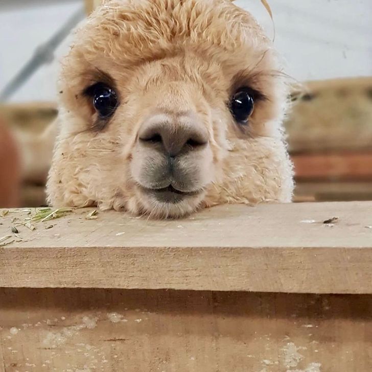 alpaca lips.jpg