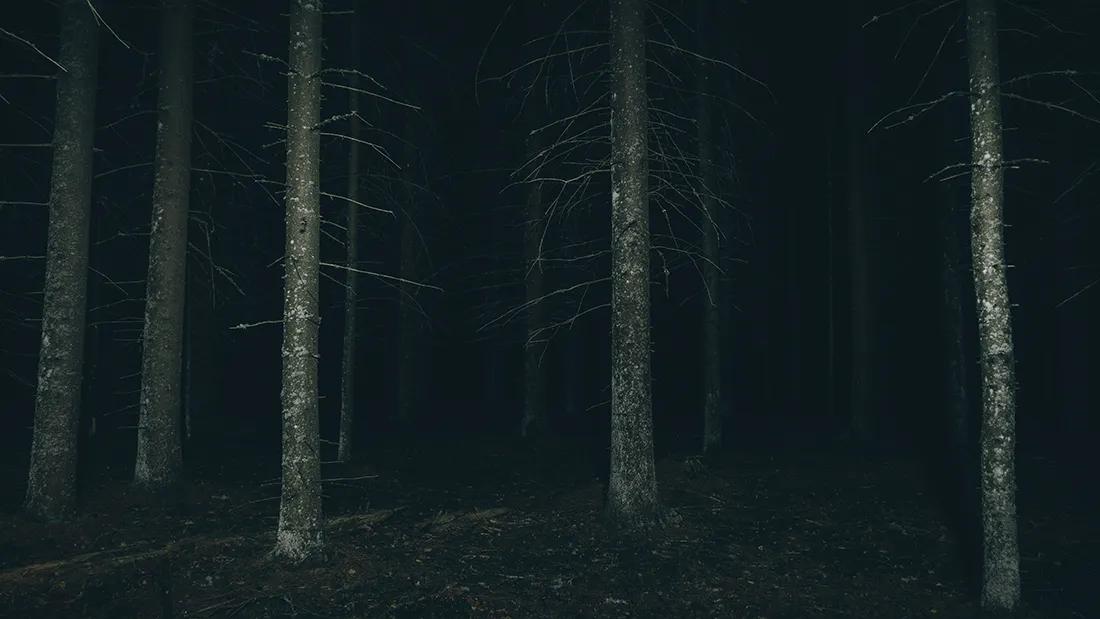dark-forest-o.webp.jpg
