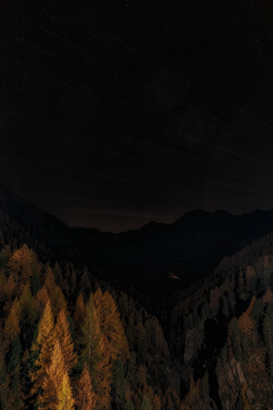 dark-night-forest-tree.jpg